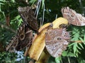 Exotic and tropical butterflies in the butterfly house or exotische und tropische Schmetterlinge im Schmetterlingshaus, Mainau Royalty Free Stock Photo