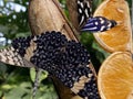 Exotic and tropical butterflies in the butterfly house or exotische und tropische Schmetterlinge im Schmetterlingshaus, Mainau Royalty Free Stock Photo