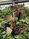 Exotic and tropical butterflies in the butterfly house or exotische und tropische Schmetterlinge im Schmetterlingshaus, Mainau Royalty Free Stock Photo