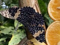 Exotic and tropical butterflies in the butterfly house or exotische und tropische Schmetterlinge im Schmetterlingshaus, Maina Royalty Free Stock Photo