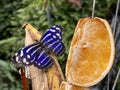 Exotic and tropical butterflies in the butterfly house or exotische und tropische Schmetterlinge im Schmetterlingshaus, Maina