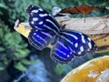 Exotic and tropical butterflies in the butterfly house or exotische und tropische Schmetterlinge im Schmetterlingshaus, Maina Royalty Free Stock Photo