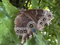 Exotic and tropical butterflies in the butterfly house or exotische und tropische Schmetterlinge im Schmetterlingshaus, Maina Royalty Free Stock Photo