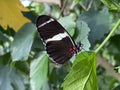 Exotic and tropical butterflies in the butterfly house or exotische und tropische Schmetterlinge im Schmetterlingshaus, Maina