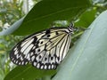 Exotic and tropical butterflies in the butterfly house or exotische und tropische Schmetterlinge im Schmetterlingshaus, Maina Royalty Free Stock Photo