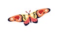 Exotic tropical butterfly flying. Beautiful moth with multicolor wings. Summer insect flies. Abstract fauna species