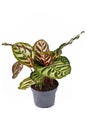 Exotic tropical `Calathea Makoyana` Prayer Plant with beautiful pattern in pot isolated on white background