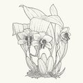 Exotic tropical cattleya orchid flower line art poster. Botanical drawing in engraving style.