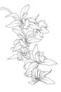 Exotic tropical cattleya orchid flower plant. Botanical realistic detailed black white line drawing sketch outline.