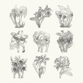 Exotic tropical cattleya orchid flowers line art set. Botanical drawing in engraving style. Isolated on beige background