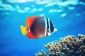 Exotic tropical coral reef redtail butterflyfish on natural blue background Royalty Free Stock Photo