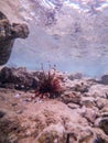 Close up view of Devil firefish or common lionfish (Pterois miles) at coral reef Royalty Free Stock Photo