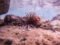 Close up view of Devil firefish or common lionfish (Pterois miles) at coral reef Royalty Free Stock Photo