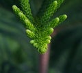 Exotic tropical ferns leaf, nature background Royalty Free Stock Photo