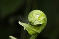 Exotic tropical ferns, macro Royalty Free Stock Photo