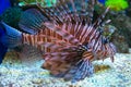Exotic tropical fish lion in the aquarium Royalty Free Stock Photo