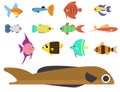 Exotic tropical fish race different breed colors underwater ocean species aquatic strain nature flat vector illustration