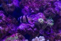 tropical fish swimming among corals on a lilac background