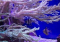 Exotic tropical fish swimming among corals on a lilac background