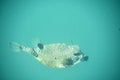 Exotic Tropical Fish Swimming In the Deep blue Sea Royalty Free Stock Photo