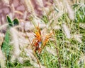 Exotic tropical flower Bird of paradise Royalty Free Stock Photo