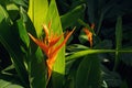 Exotic tropical flower named Bird of Paradise Royalty Free Stock Photo