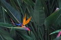 Exotic tropical flower named Bird of Paradise. Royalty Free Stock Photo