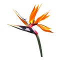 Exotic tropical flower of Strelitzia.