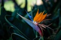 Exotic tropical flower Strelizia Reginae also named Bird of Paradise. Native to South Africa.Floral background Royalty Free Stock Photo