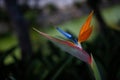 Exotic tropical flower Strelizia Reginae also named Bird of Paradise. Native to South Africa.Floral background Royalty Free Stock Photo