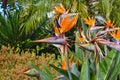 Exotic tropical flowers are like a flock of paradise birds