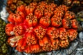 Exotic tropical fruit Pandanus tectorius