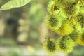 Exotic tropical fruit rambutan growing on tree branch in tropical forest among lush green foliage in Asia