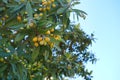 exotic tropical fruits loquat, japanese medlar, Eriobotrya japonica on evergreen tree Apple subfamily, concept healthy eating, Royalty Free Stock Photo