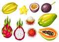 Exotic tropical fruits set. Illustration of asian plants