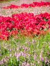 Red flowers in the garden Royalty Free Stock Photo