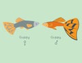 Exotic tropical guppy fish colors underwater ocean species aquatic nature flat vector illustration