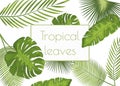 Vector realistic illustration set of tropical leaves Royalty Free Stock Photo