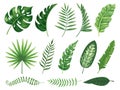 Exotic tropical leaves. Monstera plant leaf, banana plants and green tropics palm leaves isolated vector illustration set Royalty Free Stock Photo