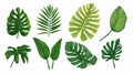 Exotic Tropical Leaves Set in Isolated Vector Illustration Royalty Free Stock Photo