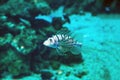 Exotic tropical lionfish in aquarium Royalty Free Stock Photo