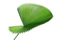 Exotic Tropical Palm Leaf Isolated on White Background Royalty Free Stock Photo
