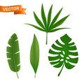 Exotic tropical palm leaves set. Vector illustration of various green foliage isolated on white Royalty Free Stock Photo
