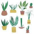 Exotic tropical plants in pots.