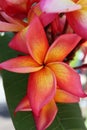 Exotic tropical plumeria or frangipani closeup