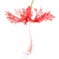 Exotic tropical red hibiscus schizopetalus flower isolated on white background Royalty Free Stock Photo