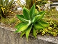 Vivid Green Aloe Plant Royalty Free Stock Photo