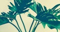 Exotic tropical xanadu leaves on pastel background