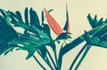 Exotic tropical xanadu leaves on pastel background Royalty Free Stock Photo