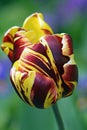 Exotic tulip